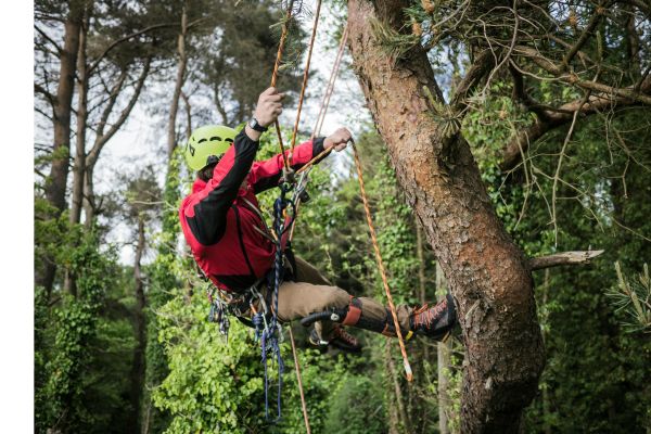 Tree surgeon at work